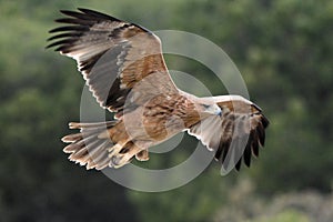 Juvenile Spanish Imperial Eagle - Aquila adalberti - flying, Spain