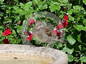 Juvenile Sparrow