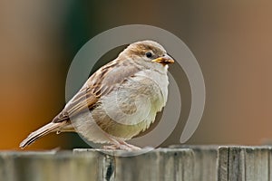 Juvenile Sparrow