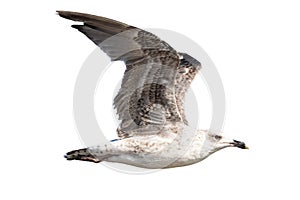 Juvenile specimen of Yellow-legged gull Larus michahellis in flight