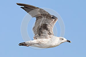 Juvenile specimen of Yellow-legged gull Larus michahellis in flight