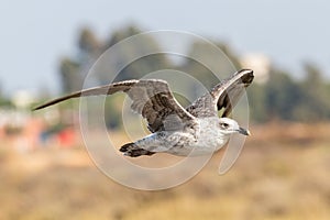 Juvenile specimen of Yellow-legged gull Larus michahellis in flight