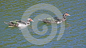 juvenile specimens of muscovy ducks in a lake