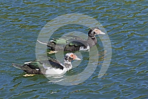 juvenile specimens of muscovy ducks photo