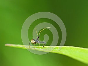 Juvenile Spiny Assassin Bug On Leaf 2