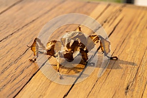 Juvenile spiny leaf insect