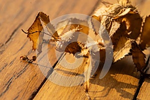 Juvenile spiny leaf insect