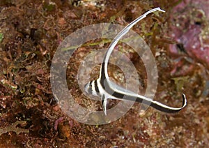 Juvenile Spotted Drum