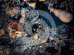 Juvenile spotted drum in a coral nook on the wall in the Carribbean, Roatan, Bay Islands, Honduras