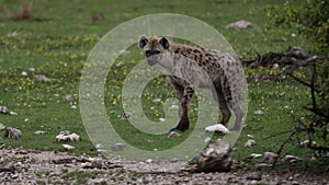 Juvenile spotted hyena