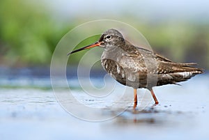 Juvenile Spotted Redshank