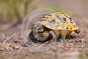 Juvenile Spur-thighed tortoise