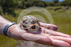 Juvenile Spur-thighed tortoise on hand