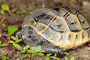 Juvenile of spur-thighed turtle / Testudo graeca i