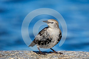 Juvenile Starling