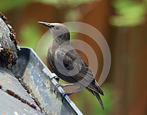 Juvenile starling clinging to house roof