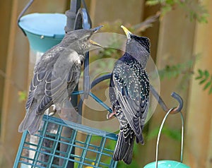 Juvenile starling demanding food from parent