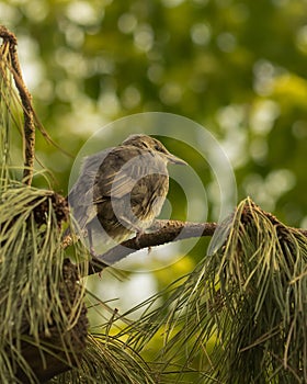 Juvenile Starling, Sturnus vulgaris, perched on conifer branch