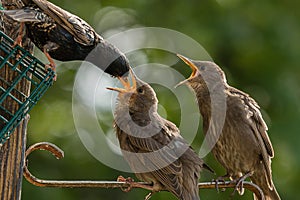 Juvenile Starlings being fed by adult with mouths open