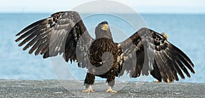 Juvenile steller`s sea eagle spreading wings.