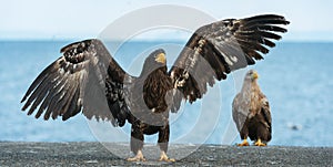 Juvenile steller`s sea eagle spreading wings.