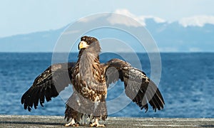 Juvenile Steller`s sea eagle. Winter.