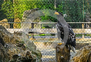 Juvenile stellers sea eagle sitting on a tree stump