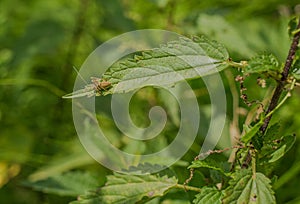 A juvenile Steropleurus perezii on a nettle leaf