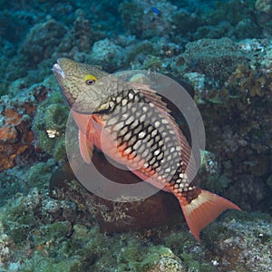 Juvenile Stoplight Parrotfish