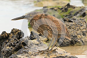 Juvenile Straited Heron