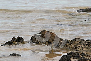 Juvenile Straited Heron