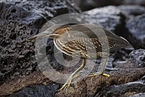 Juvenile Striated Heron stalking its prey