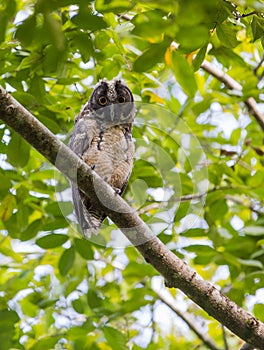 Juvenile Stygian Owl looking down photo