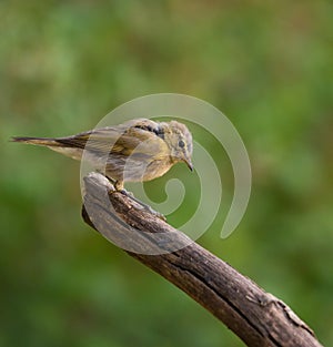 Juvenile Subalpine Warbler on a log