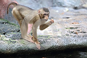 Sunda-pig tailed macaque offspring photo