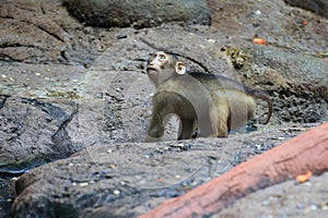 Sundaland pig-tailed macaque