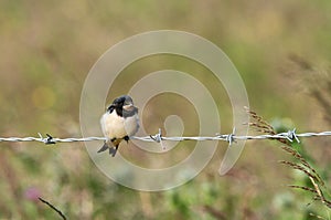 Juvenile swallow on barbedwire