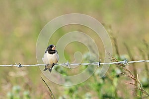 Juvenile swallow on barbedwire