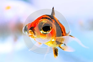 Juvenile Telescope Goldfish