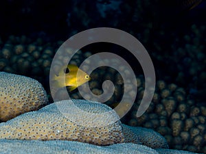 Juvenile Three Spot Damsel, Stegastes planifrons. Bonaire. Caribbean Diving holiday