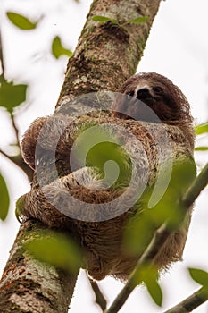 Juvenile three-toed sloth descending a tree in Sarapiqui, Costa Rica