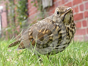 Juvenile Thrush 01