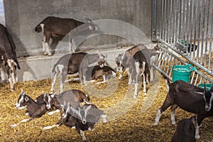 Juvenile Thyringen goats