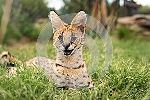A juvenile tierboskat giving a playful smile photo