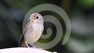 Juvenile tiger shrike bird standing on the tree alone