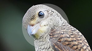 Juvenile tiger shrike bird standing on the tree alone