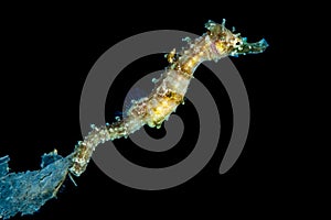 juvenile tigertail seahorse on piece of plastic photo