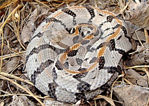 Juvenile Timber Rattlesnake