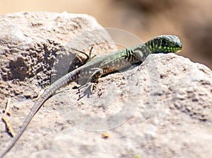 Juvenile Timon Pater (North African Ocellated Lizard) perching on a rock