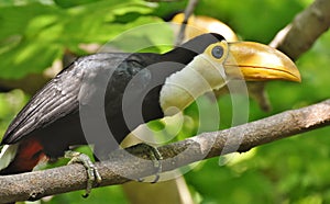 A Juvenile Toucan